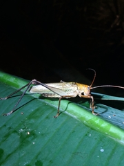 Ischnomela pulchripennis