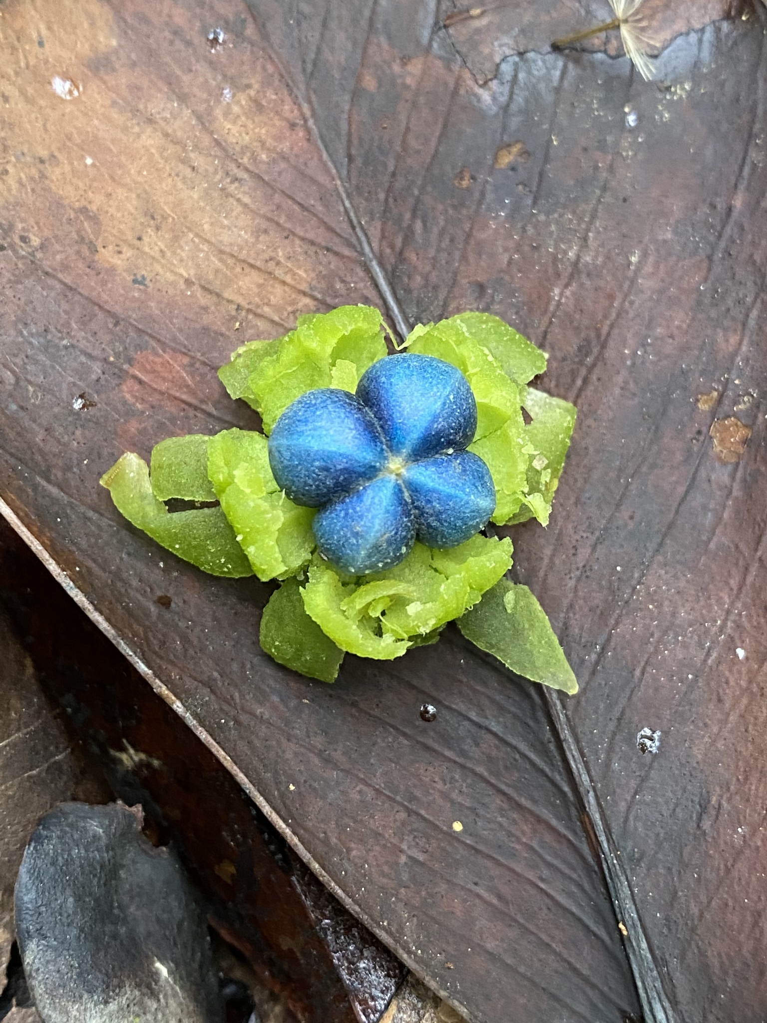 Margaritaria nobilis