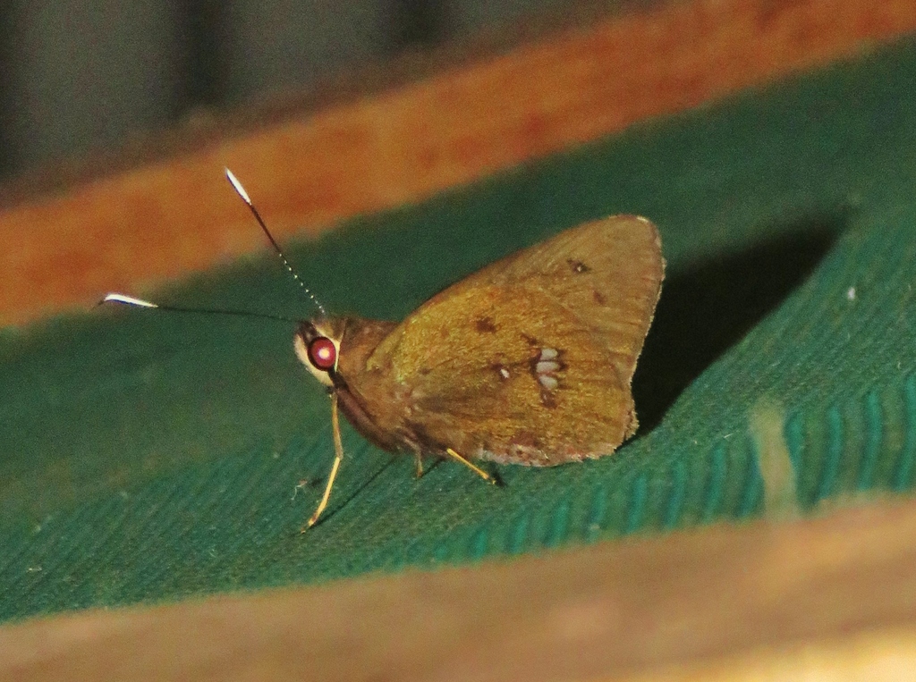 Carystoides maroma