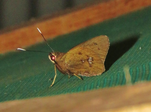 Carystoides maroma