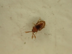 Atomaria lewisi