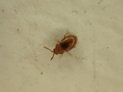 Atomaria lewisi