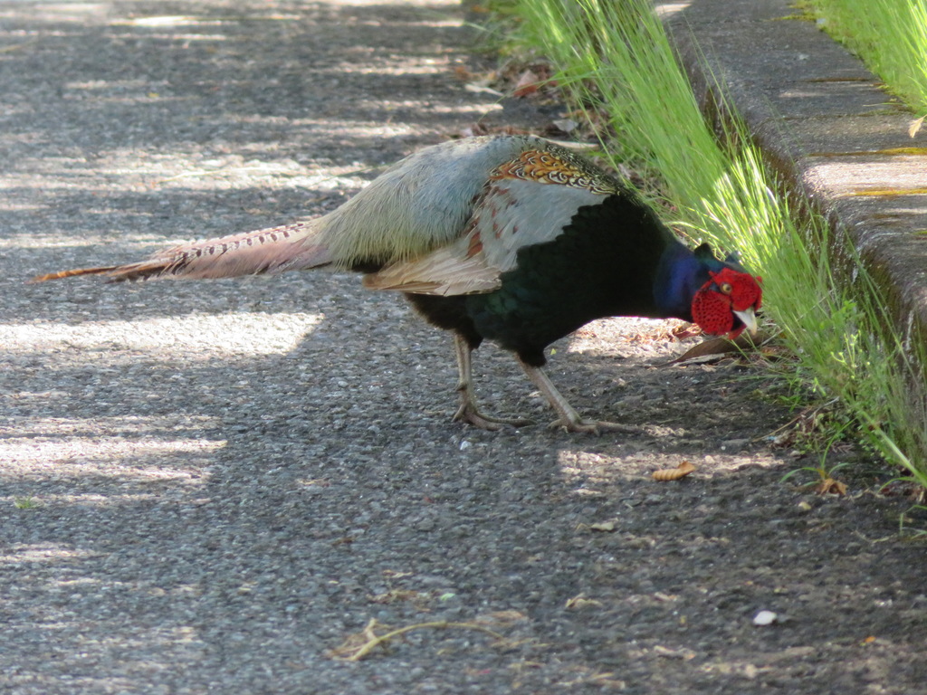 Green Pheasant