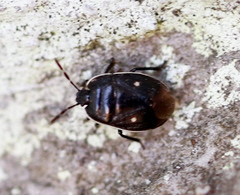 Adomerus biguttatus