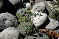 Euphorbia daghestanica