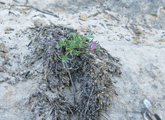 Astragalus sesquiflorus