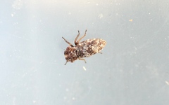 Ulopa reticulata