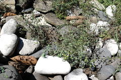 Euphorbia daghestanica