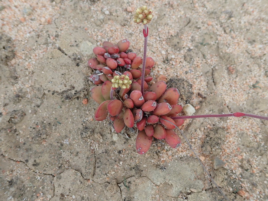 Crassula clavata, Namakwa, South Africa