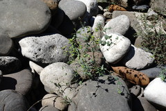 Euphorbia daghestanica