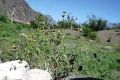 Euphorbia daghestanica