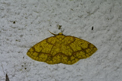 Periclina