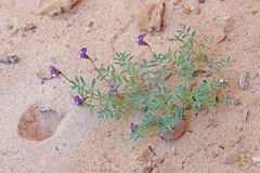 Astragalus sesquiflorus