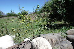 Euphorbia daghestanica