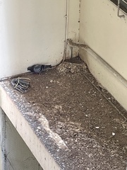 Columba livia domestica