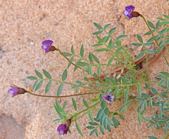 Astragalus sesquiflorus