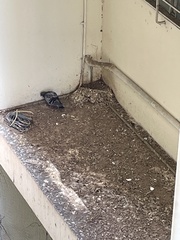 Columba livia domestica