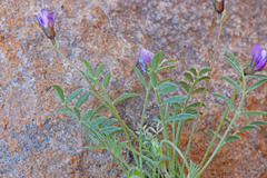 Astragalus sesquiflorus