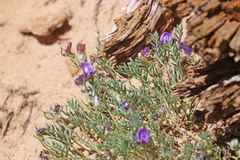 Astragalus sesquiflorus