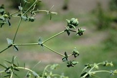 Euphorbia daghestanica