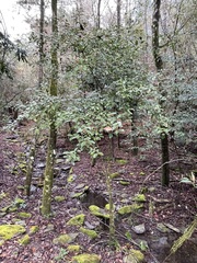 Viburnum taitoense