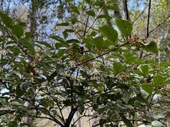 Viburnum taitoense