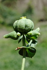 Euphorbia daghestanica