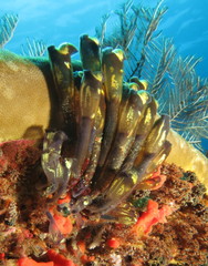Clavelina meridionalis