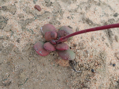 Crassula clavata