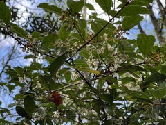 Viburnum taitoense