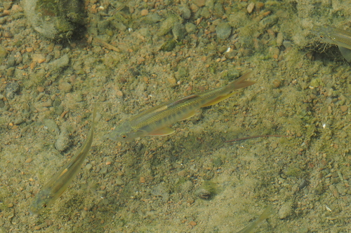 Opsariichthys pachycephalus