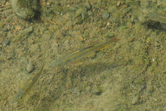 Thickhead Chub photo 3