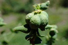 Euphorbia daghestanica