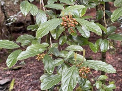 Viburnum taitoense