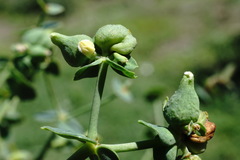 Euphorbia daghestanica