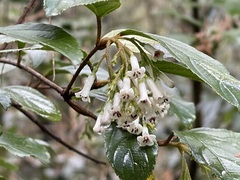Viburnum taitoense