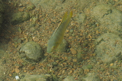 Pseudocrenilabrinae