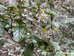 Viburnum taitoense