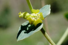 Euphorbia daghestanica