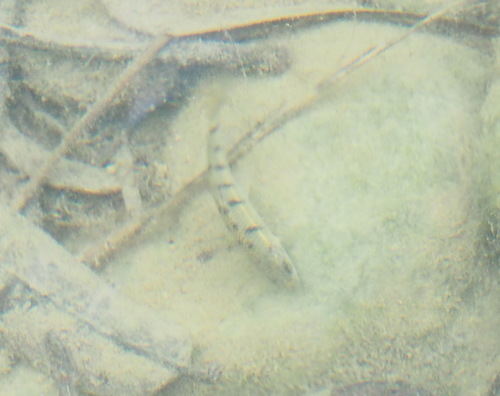 Acrossocheilus paradoxus