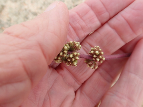 Crassula clavata