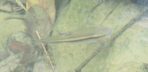 Candidia barbata