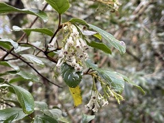 Viburnum taitoense