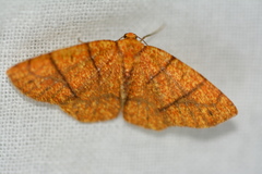 Periclina