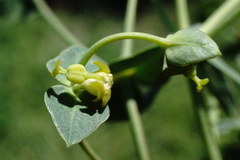 Euphorbia daghestanica