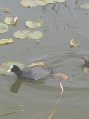 Fulica atra