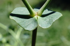 Euphorbia daghestanica
