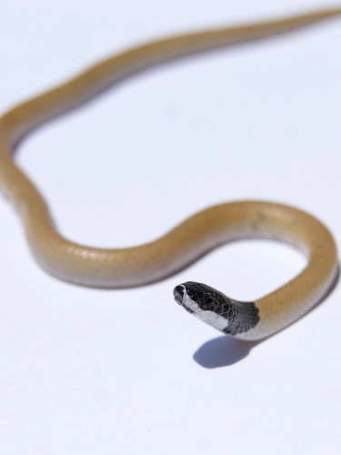 Palestine Kukri Snake, Rhynchocalamus melanocephalus