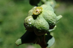 Euphorbia daghestanica