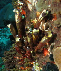 Clavelina meridionalis